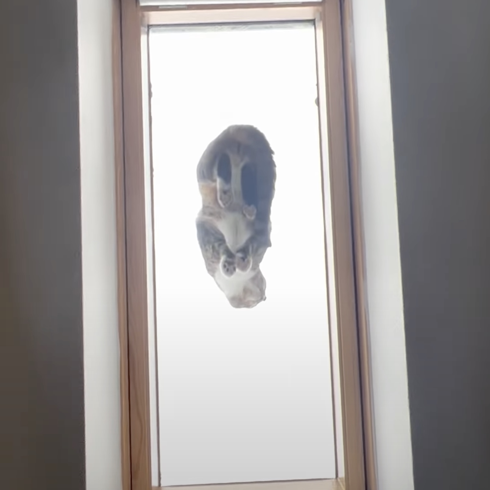 天窓に猫が居るのを見つけてダッシュ、下から覗くと奇跡の光景