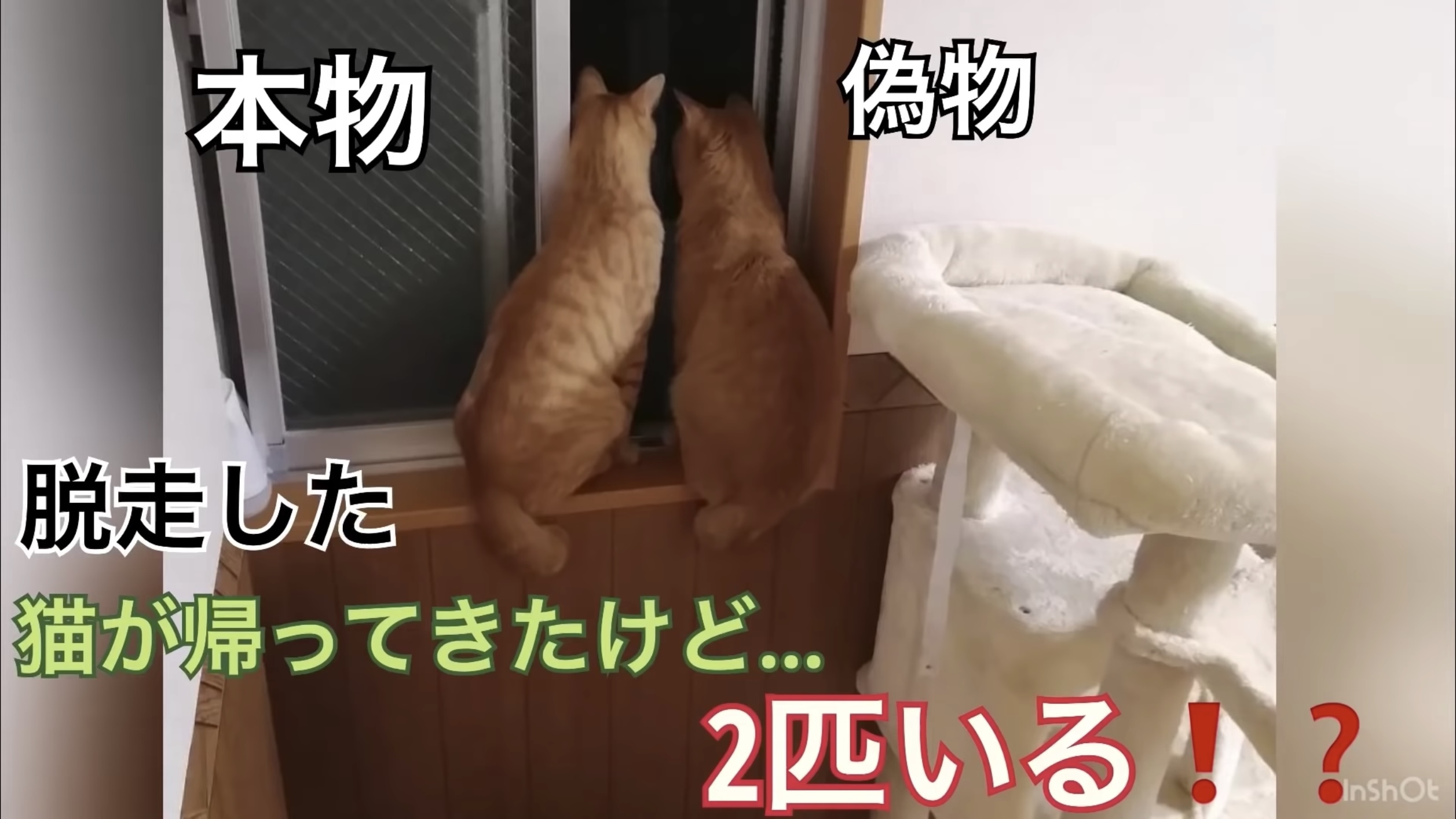 1匹が脱走したら2匹に増えた、瓜二つの猫一つ屋根の下