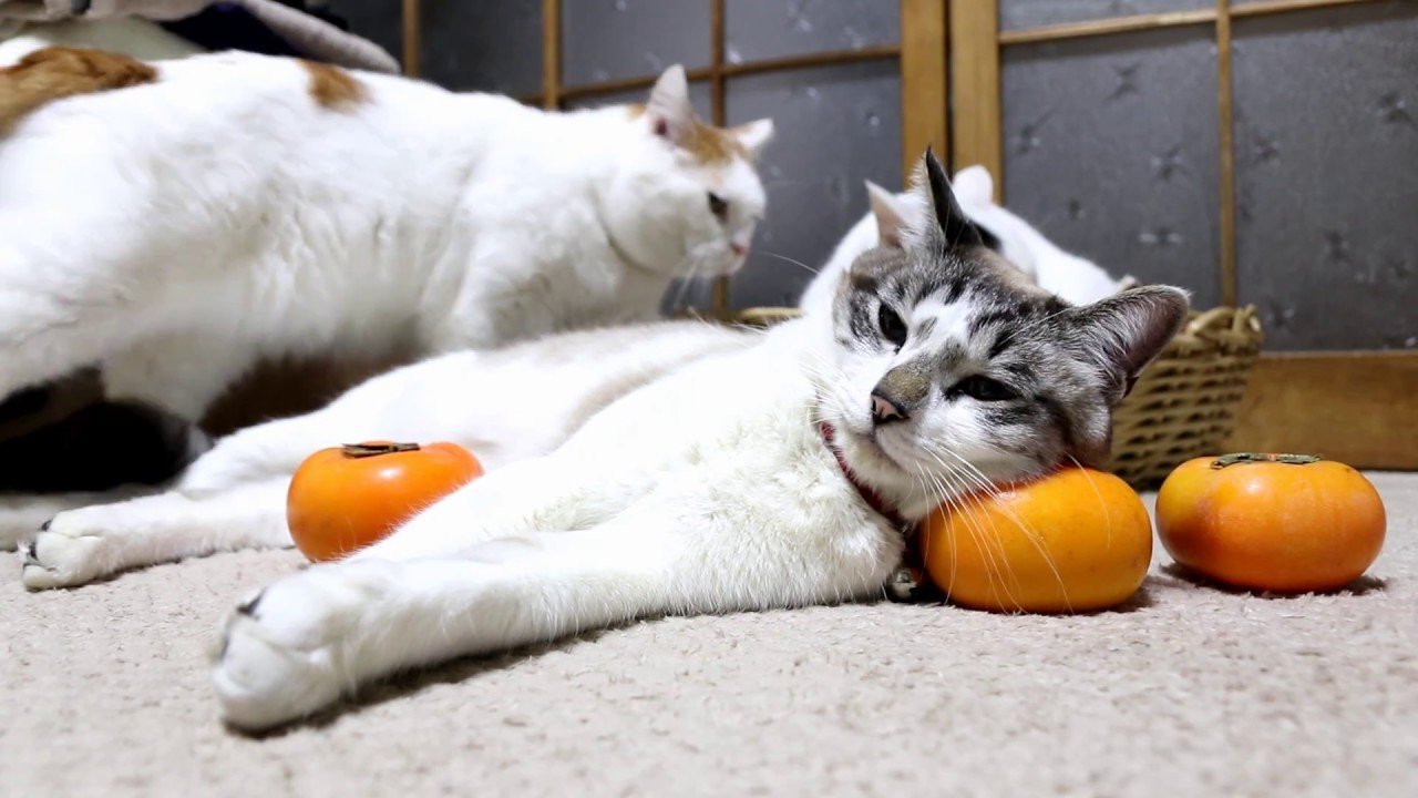 猫が寝転ぶ柿枕、高さも形も申し分なし