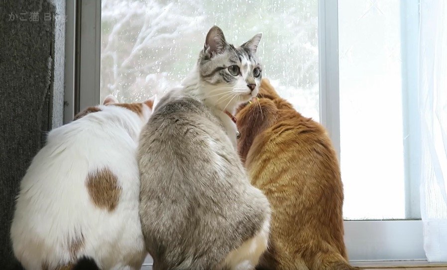 雪を見つめる猫三匹、背中が語る浮き立つ心