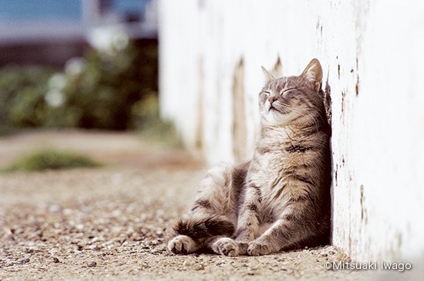 恒例の岩合さんの猫写真展、年末年始に全国各地で