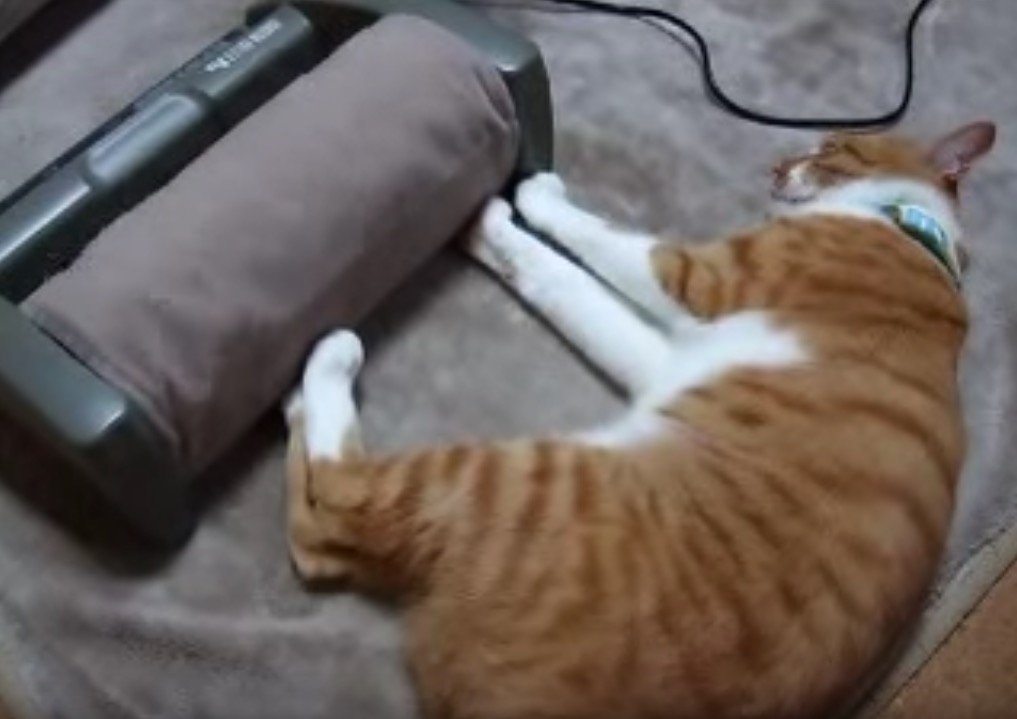 猫だって足裏刺激は気持ちいい、肉球振るわす甘美な振動