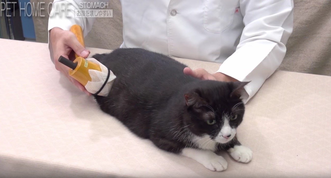 脚・背中・お腹のツボを温める、お灸を使った猫のケア