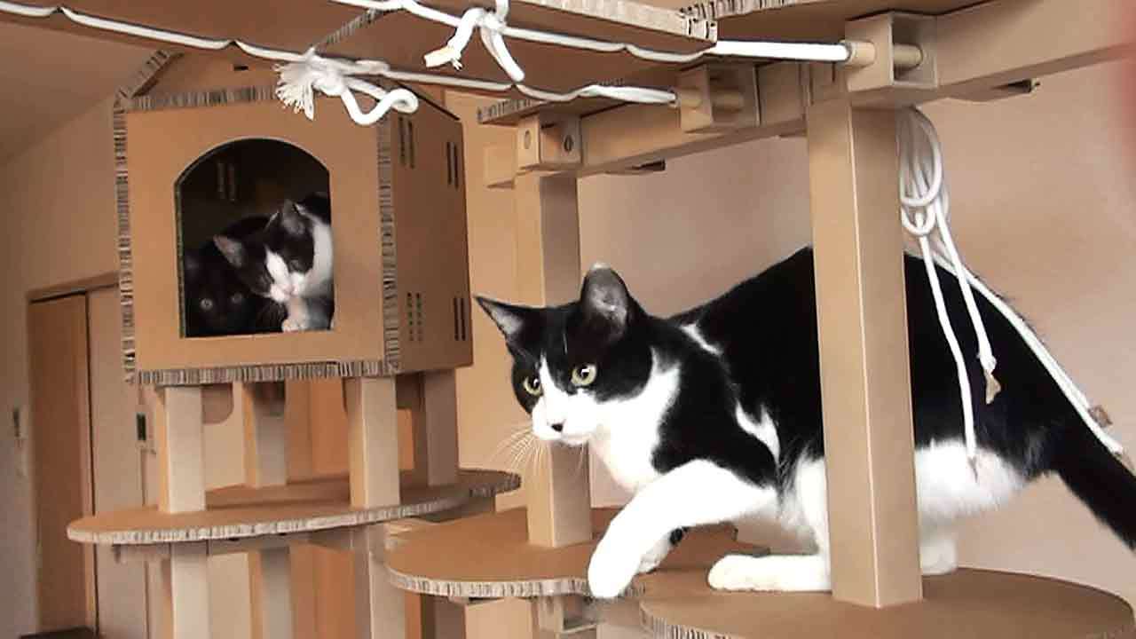 自宅で作れる猫フィットネスモジュールプロジェクト、CFで支援を募集中
