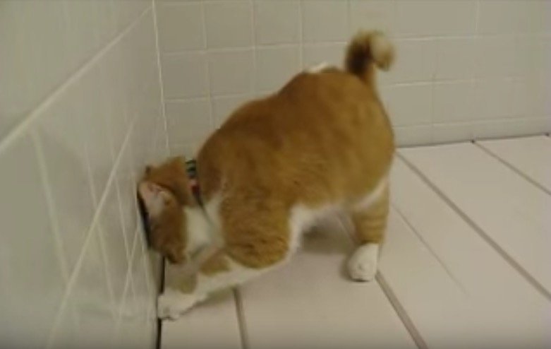 喉が渇くと風呂場へ行く猫、自ら蓋開けお湯を飲む