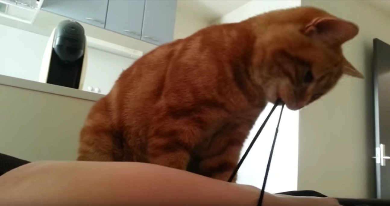 飼い主を器用に起こす猫アラーム、その名はおなじみゴムパッチン