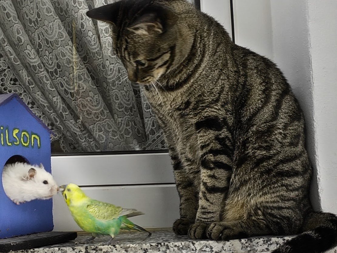 違ってもお互い認め合う世界 猫もハムもインコも仲良し Starthome