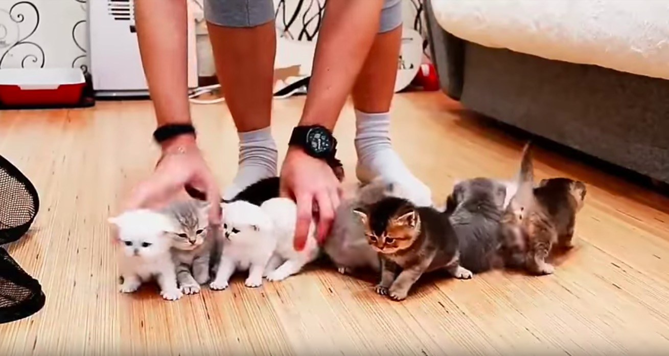 あっちを運べばこっちが動く、10匹子猫の大騒動