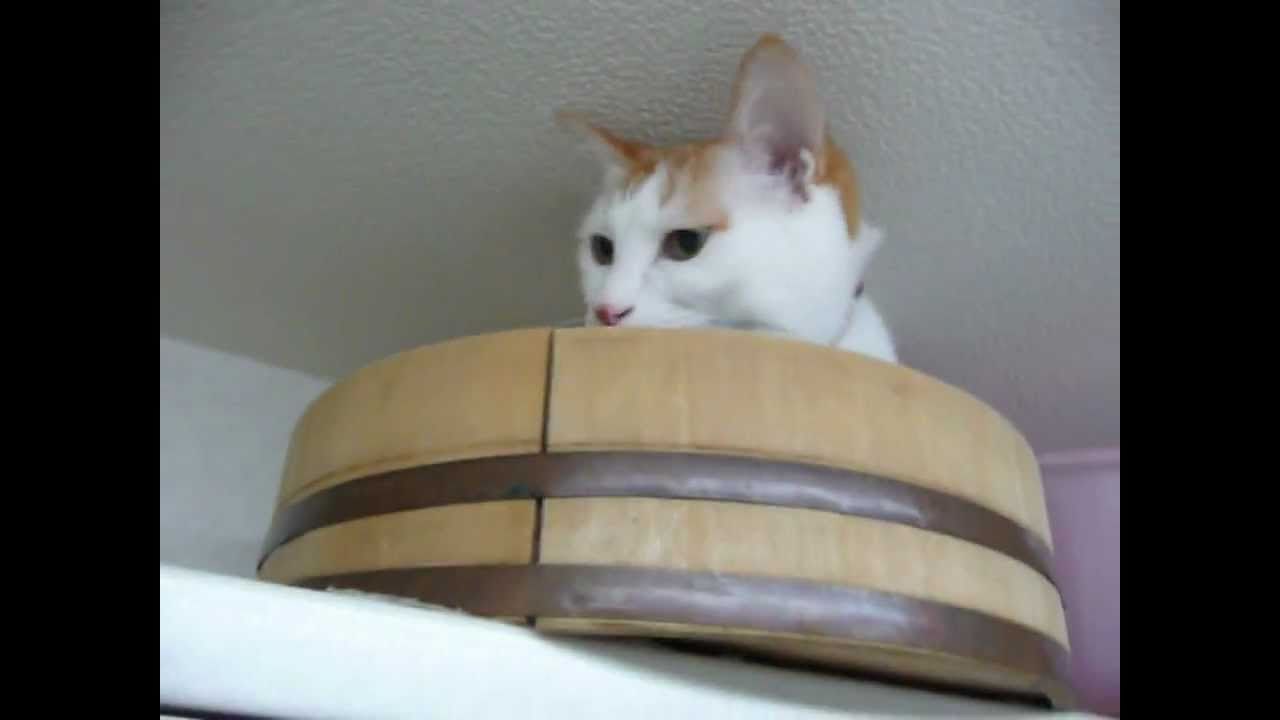 天井近くの猫の隠れ家、見下ろせ落ちつく絶妙な狭さ