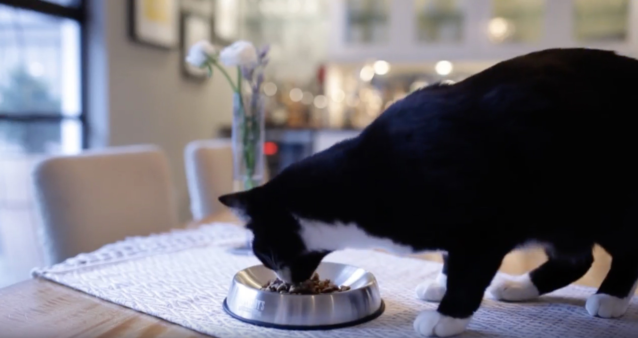 食事中の”ヒゲ倦怠感”を軽減する、絶妙なカーブの猫食器