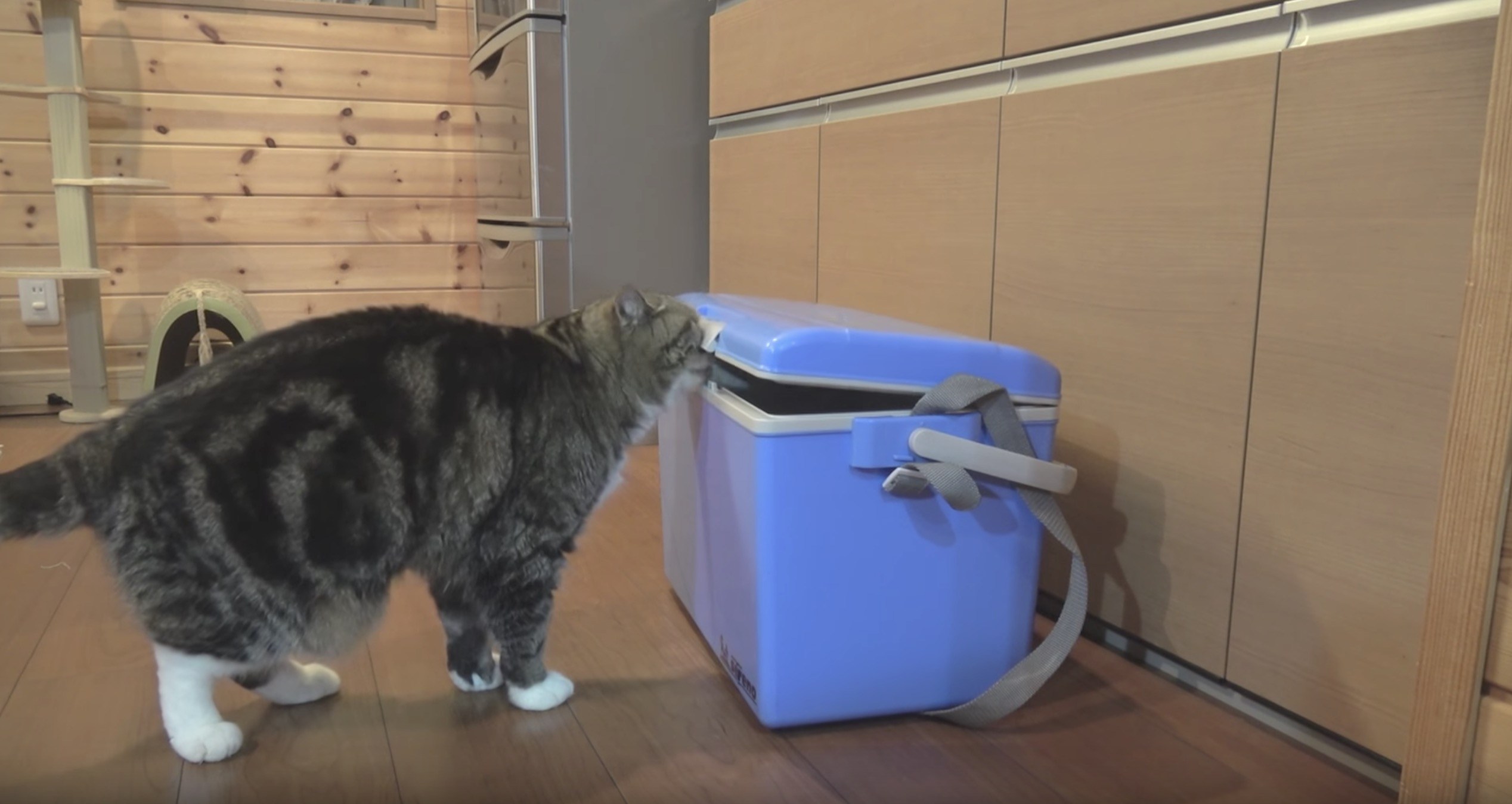 鼻先でこじ開け箱に雲隠れ、開けられぬ猫は人に目配せ