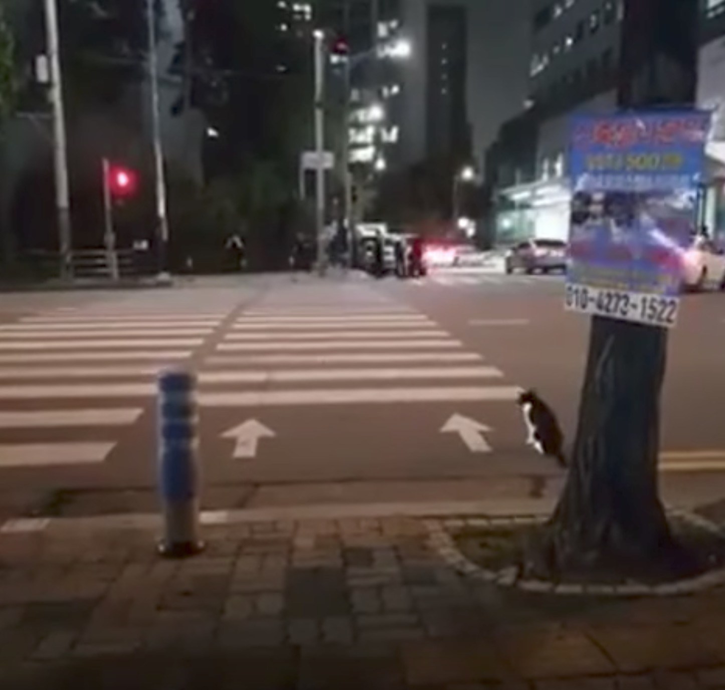 横断歩道を渡る猫、青信号をお座りして待ち