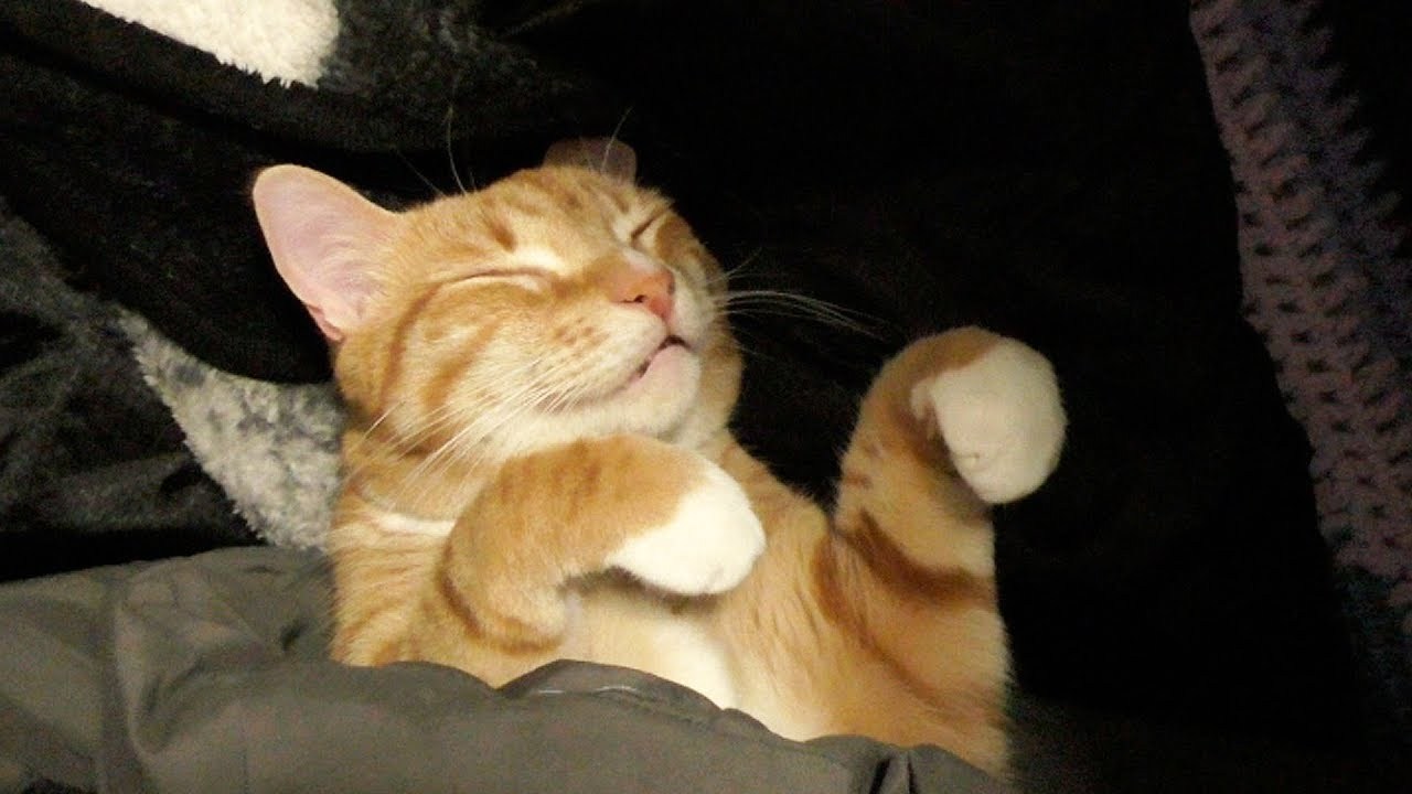 寝袋に包まれ眠る猫の顔、行ったり来たり夢と現を