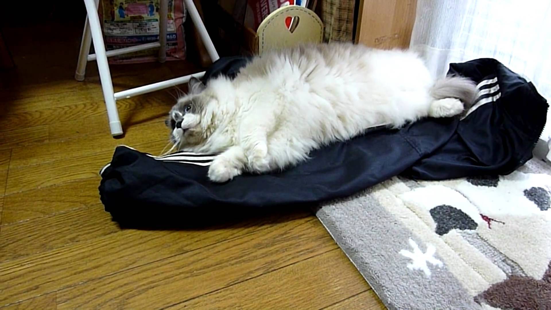 飼い主の着替えの上に横たわる猫 仕事へ行くのを全力で阻止