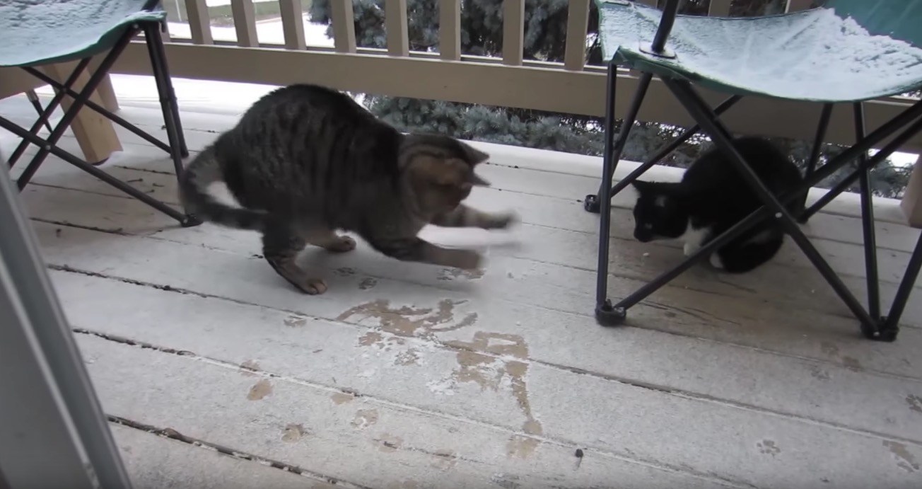 初めての雪にエキサイトする猫、雪に負けじと自らが舞い