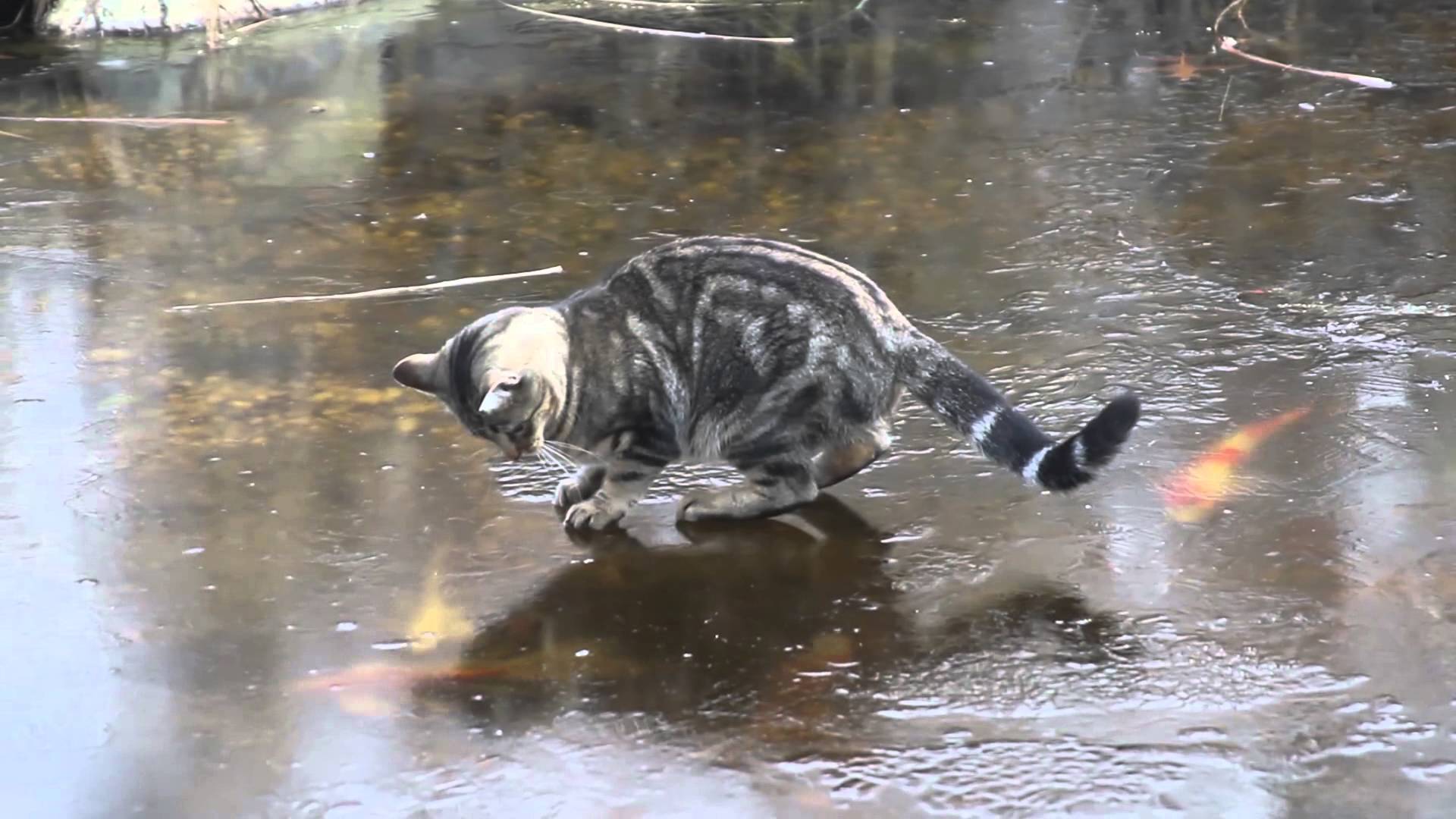 氷上を華麗なステップで舞い踊る猫、エキサイトして最後は木登り