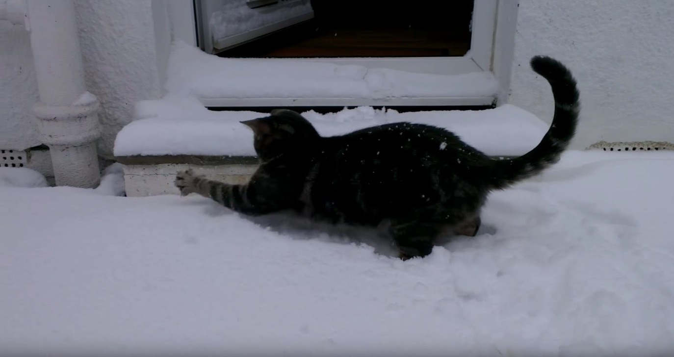 初めての雪絨毯に興奮する猫、全力で喜び外駆け回る