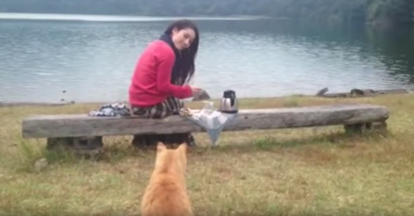 お茶淹れてお池の畔でピクニック、いつの間にやら猫が隣に