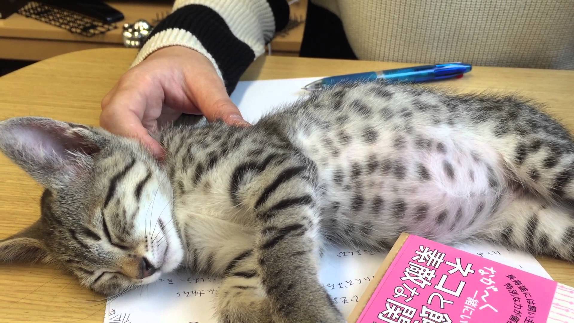 寝転がる子猫が止める ペンを持つ手、書類書き換え防止に一役