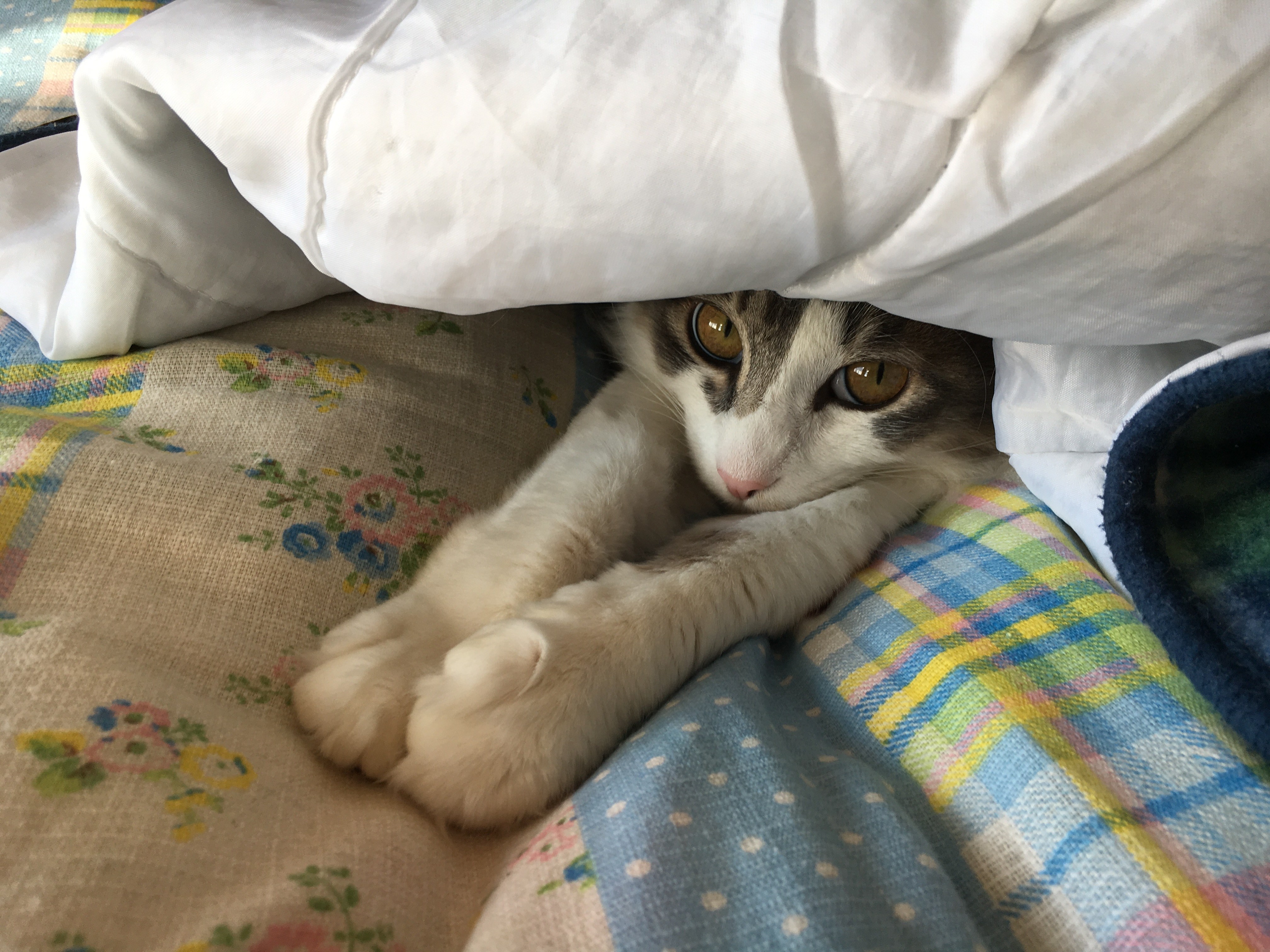 本日の美人猫vol.263