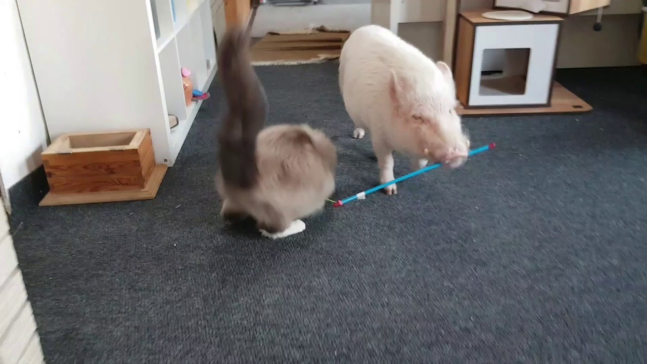 ブタさん運ぶよ猫じゃらし、飛びつき転がる猫を横目に