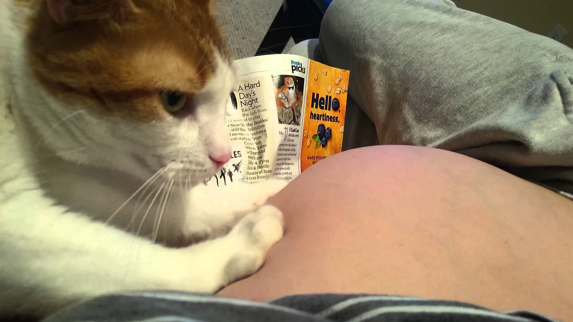 産まれ来る未来の家族を肉球で、押して押されて押して返す猫