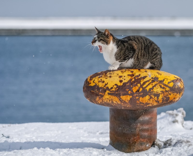 北の大地の「ゆきねこ」「かべねこ」写真展、どうしん本社で23日から開催