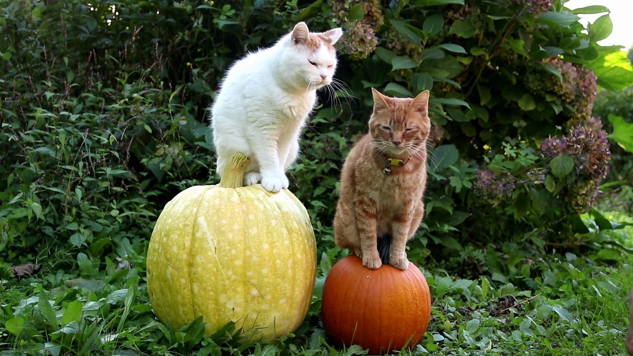 ハロウィーンの巨大なカボチャに乗った猫、見回す姿はDJポリスか