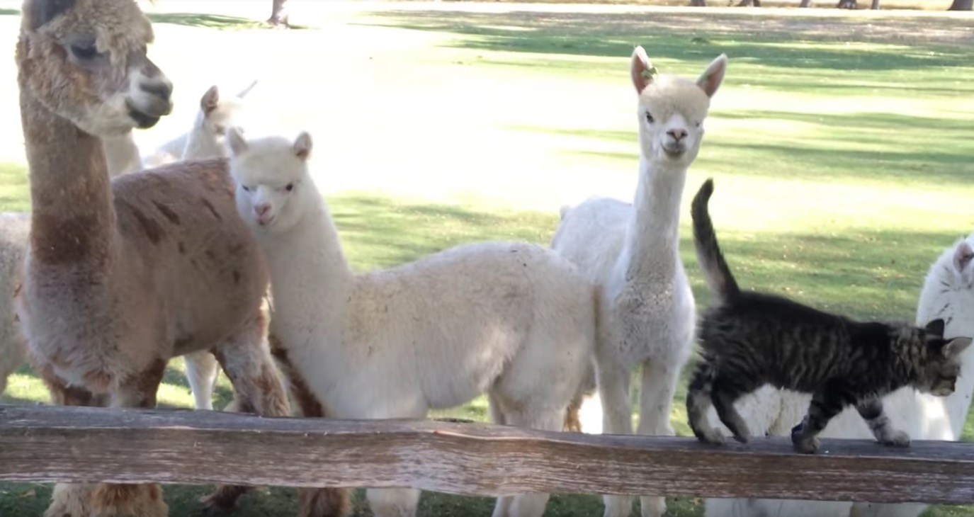 尾を立てて颯爽と歩くフワフワ子猫、アルパカたちの目をくぎ付けに