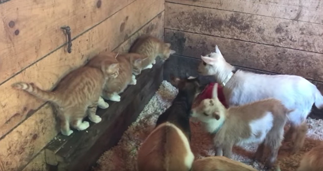 茶トラの子猫の3兄弟、連れ立ちヤギ小屋大冒険