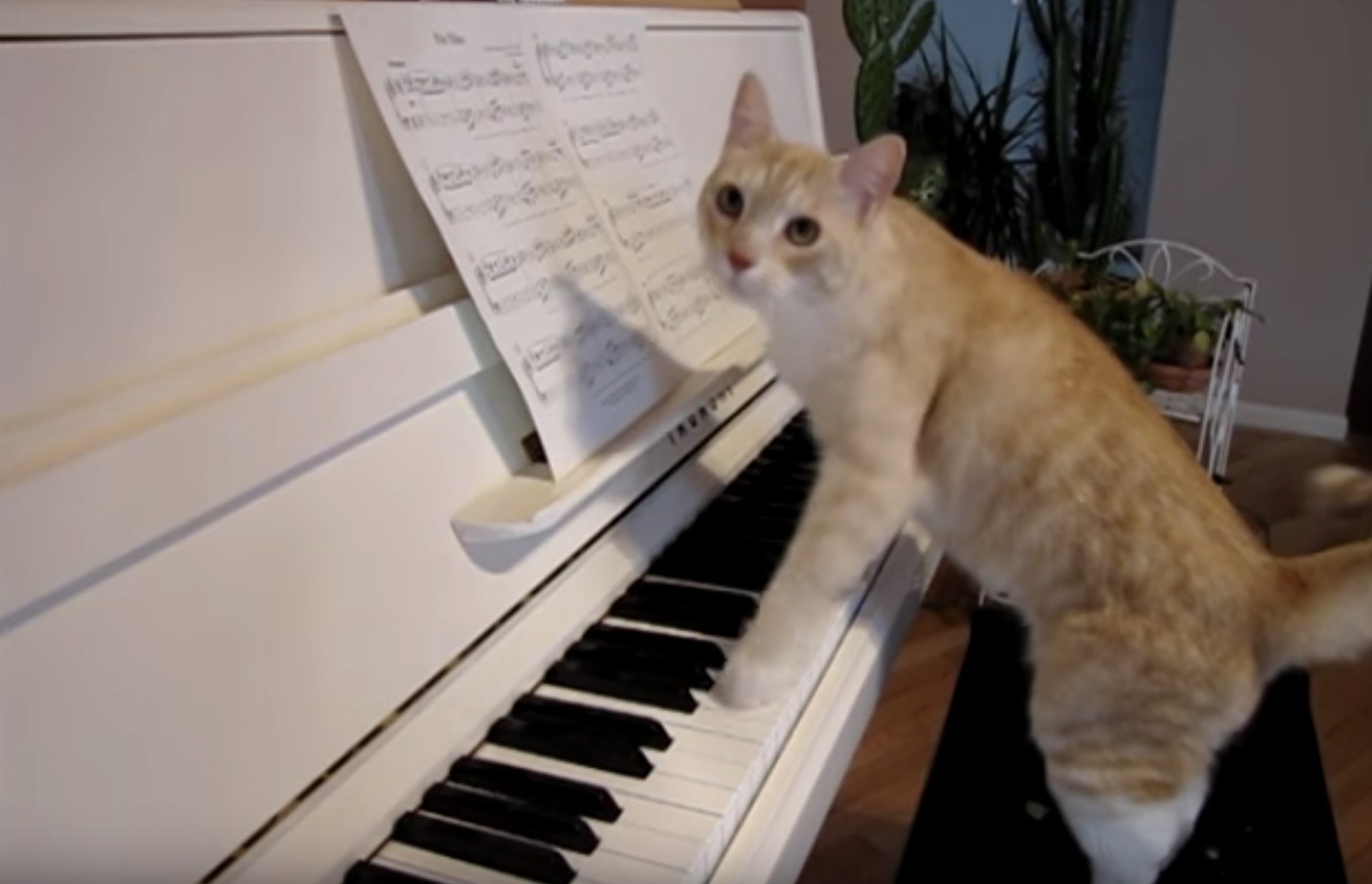 デュエットで鍵盤を弾く茶白猫、頬ずり奏でるグリッサンド