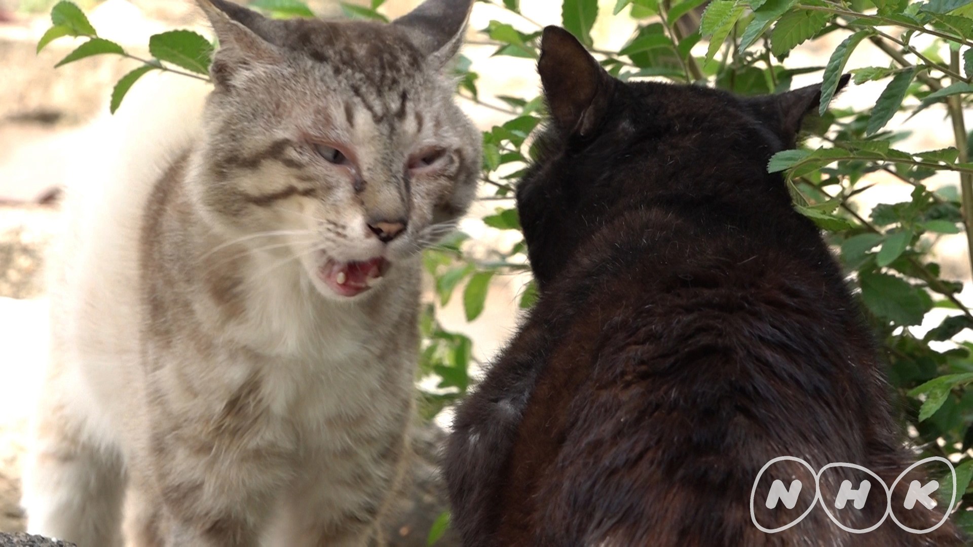 ゼロ打ち前に猫スペシャルの40分、「ダーウィンが来た！」猫大特集第三弾