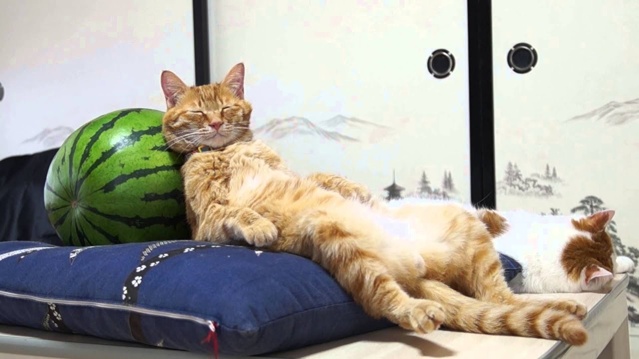 涼しげな枕に凭れて胸元の 猫毛は揺れる夏のお昼寝 Starthome