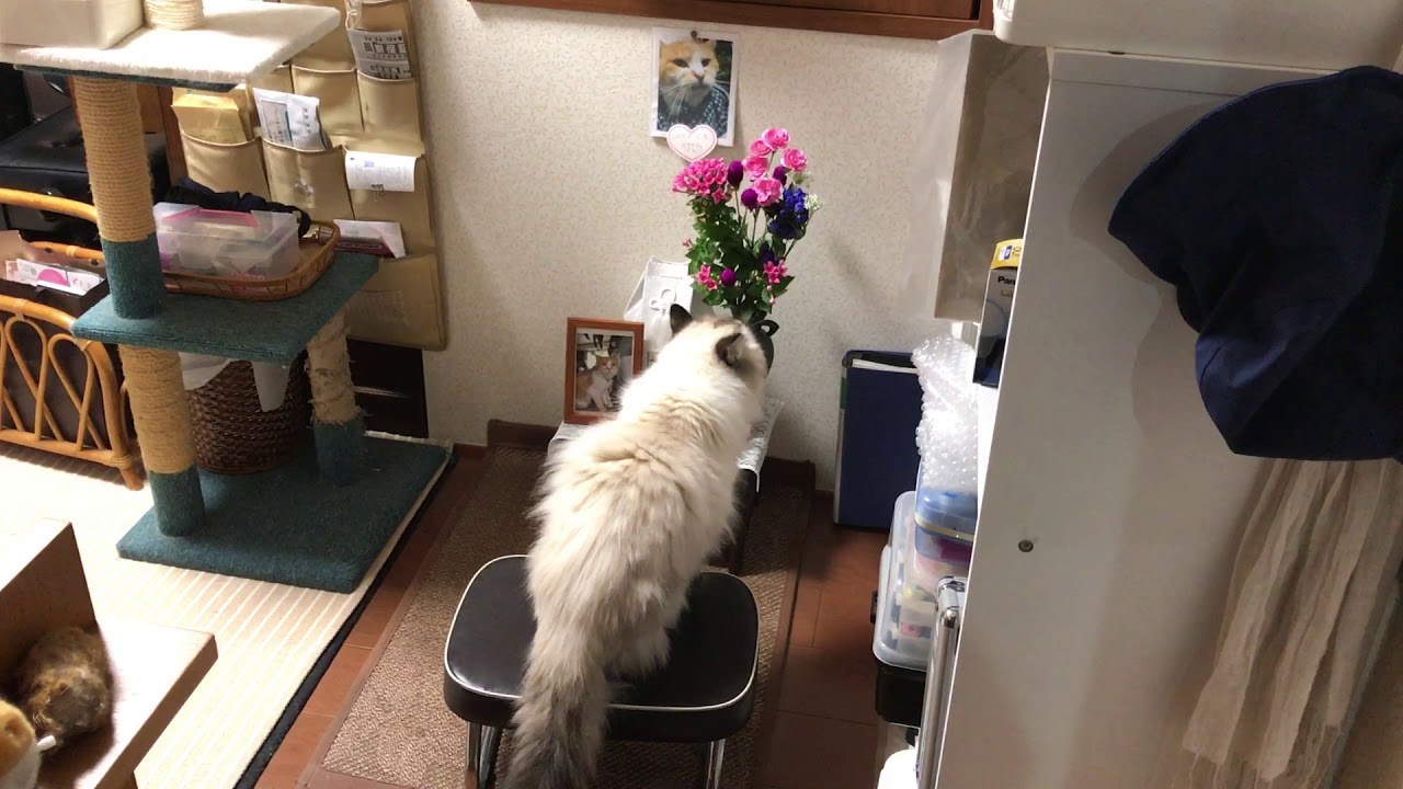 相棒に先立たれた猫お骨の前で、静かに佇む思い出偲んで