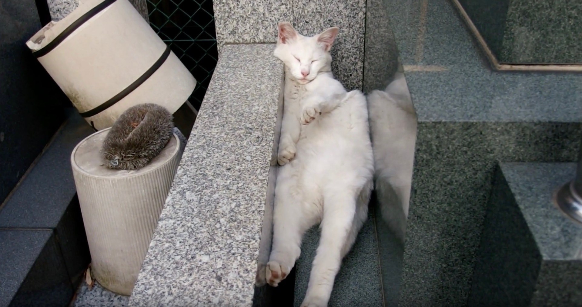 流体の特性生かした位置取りで 涼むよ猫は墓石の隙間に