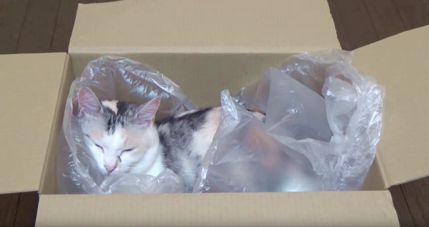 梱包用のエアクッションの猫オモチャ、疲れた猫を優しく包む