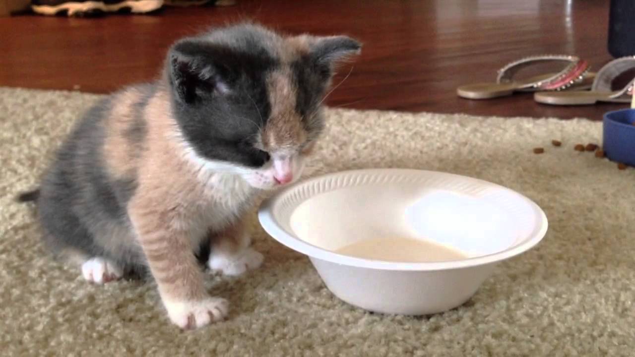 若さが故の激しい眠気に襲われた猫、皿へのダイブをかろうじて回避