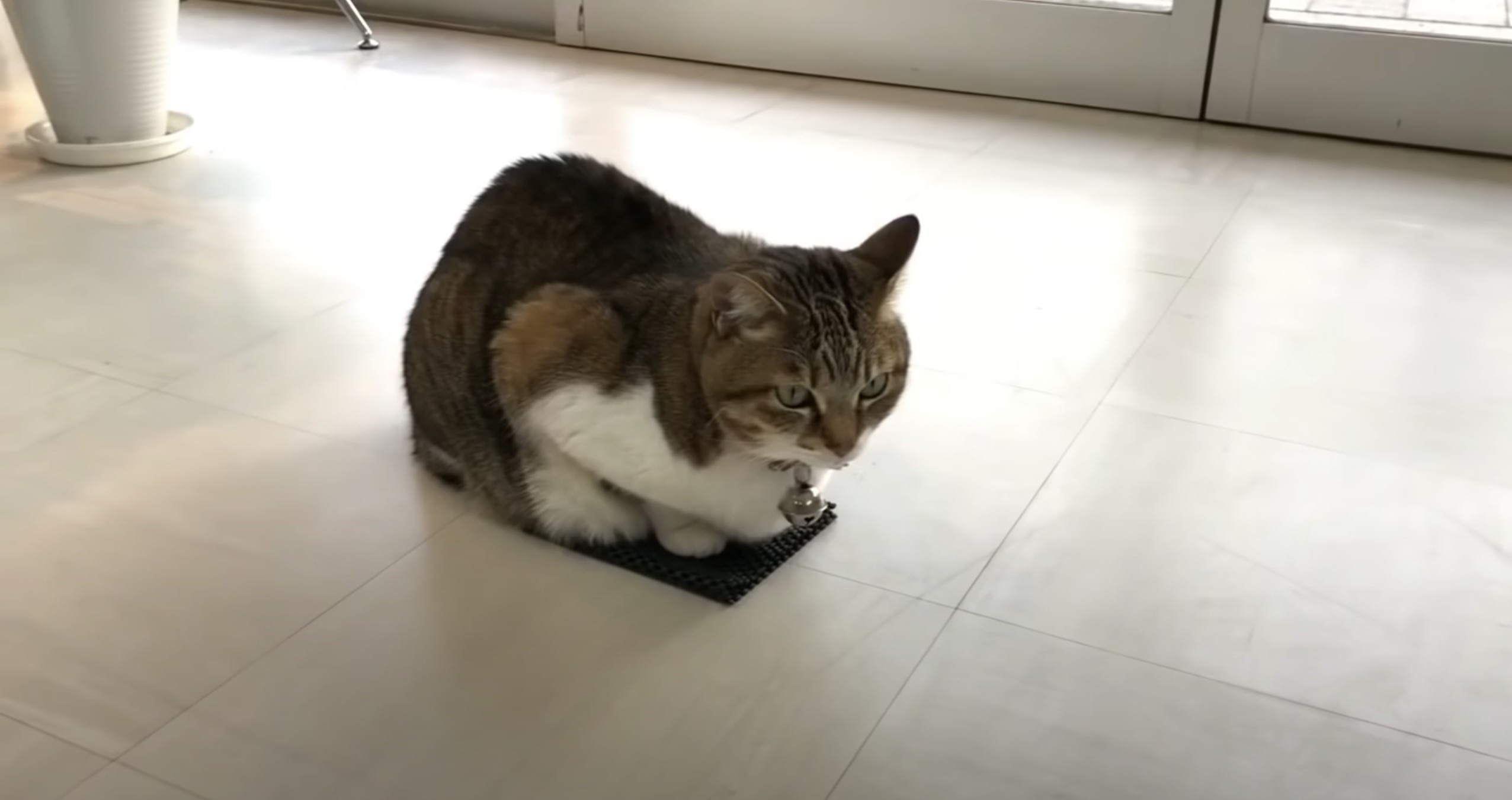 Kkzczs Grifgcm