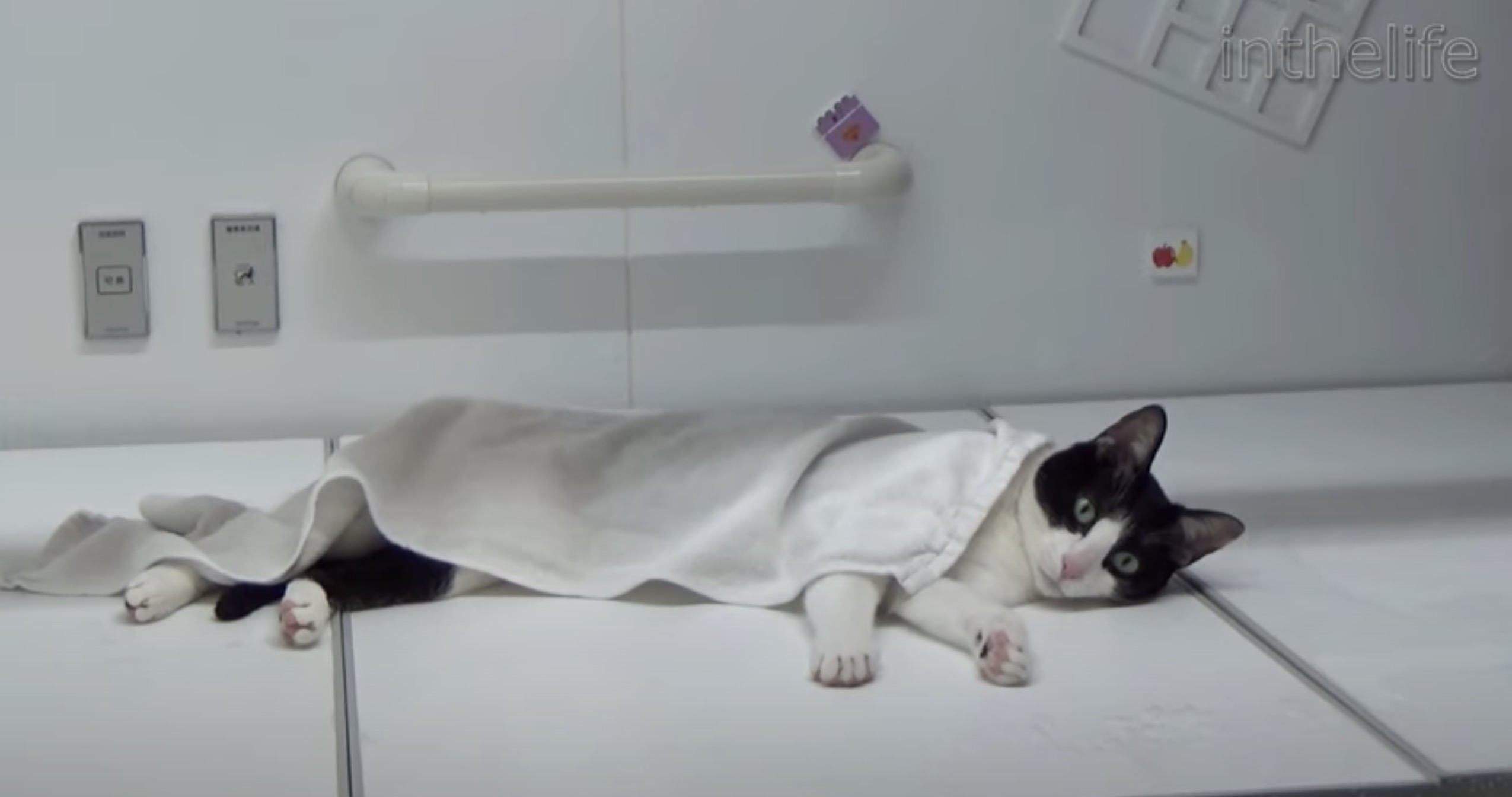 体の芯から温々寛ぐ白黒猫、蓋に寝転ぶ岩盤浴スタイル
