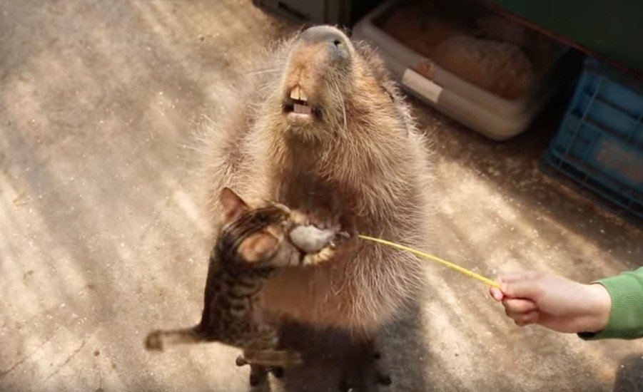 全力でじゃらしを狙うキジトラ子猫、飛び込む先はカピバラの胸