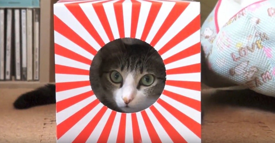 今年も猫が日本を照らす、初日の出っぽい箱芸で