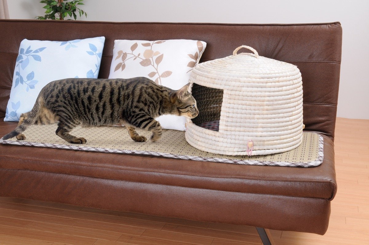 い草を用いた猫ちぐら、ソファの上にも意外と似合う