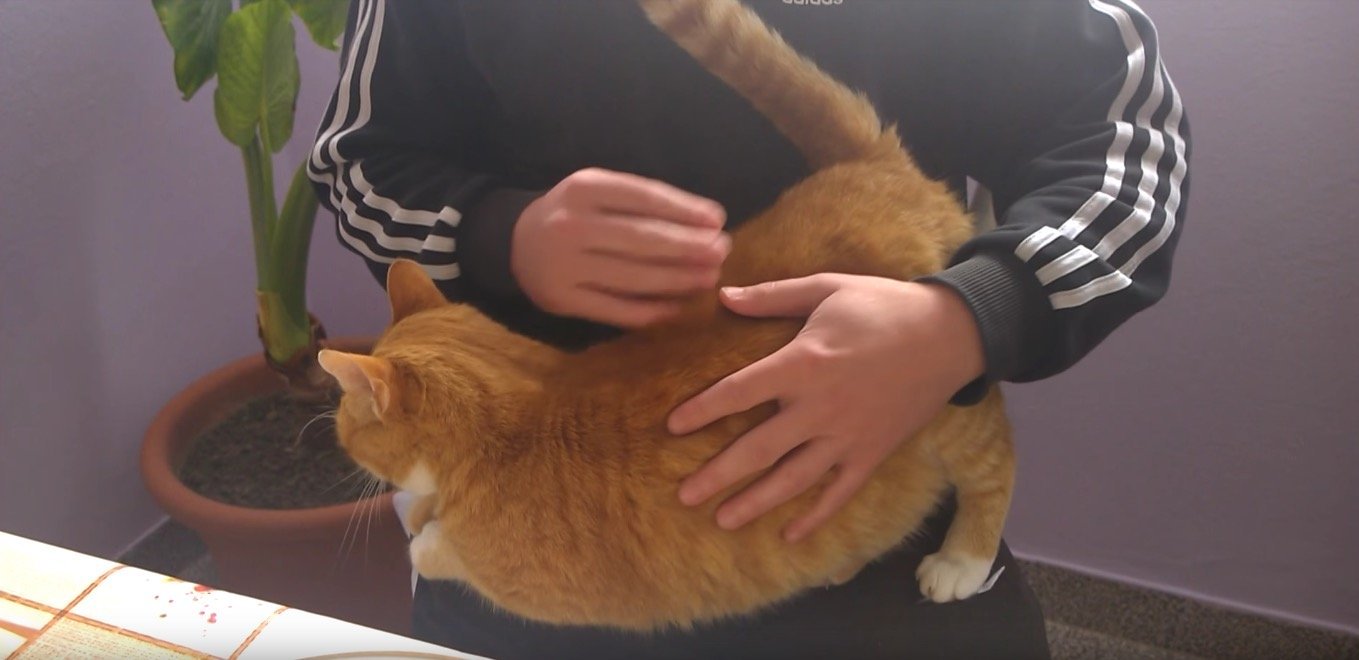 猫があなたを愛していると、伝えてくれる7つのサイン