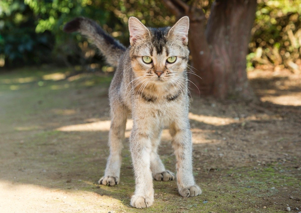 実写映画版『ねこあつめの家』、プロモ動画もリアルさを追求