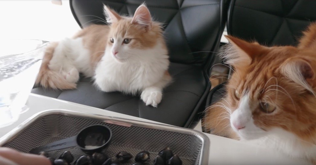 見終えると今日のランチはラーメンに、不思議と決まる猫動画