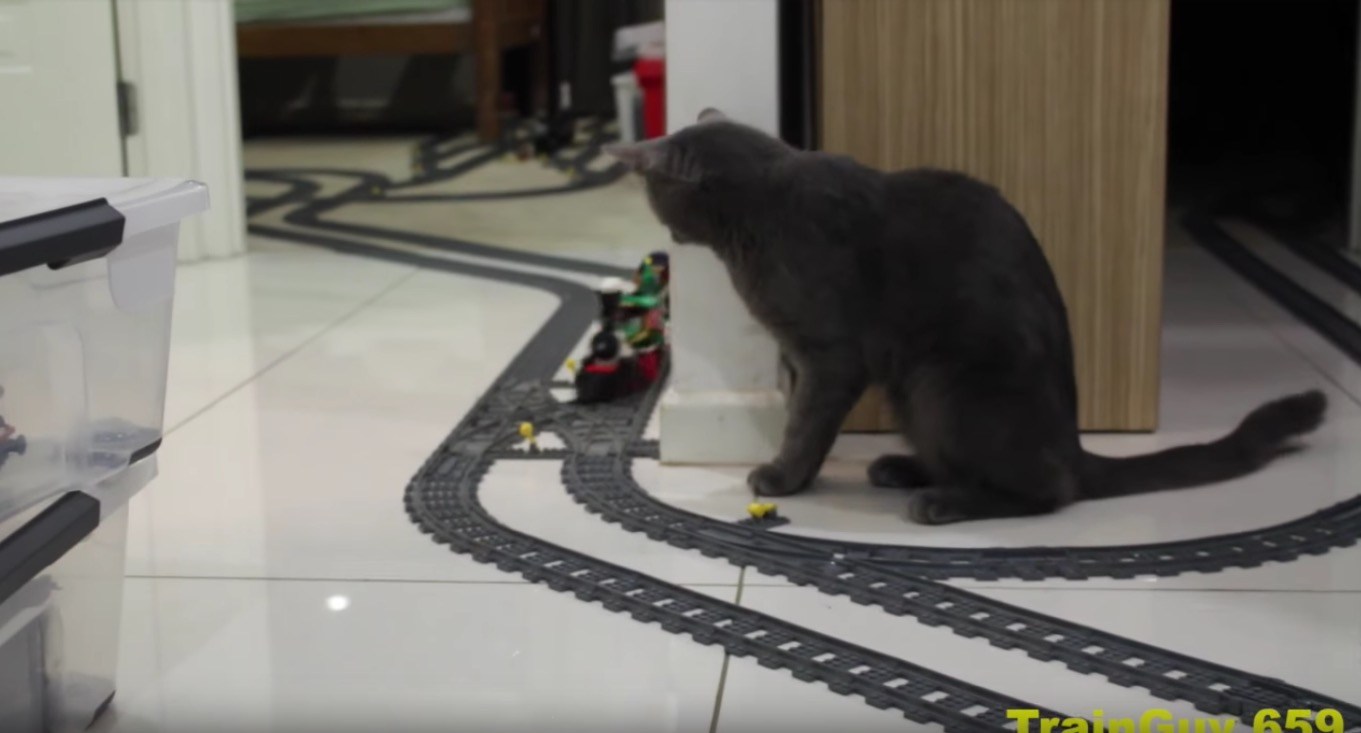 レゴの列車を見守る猫、働く姿は鉄道員