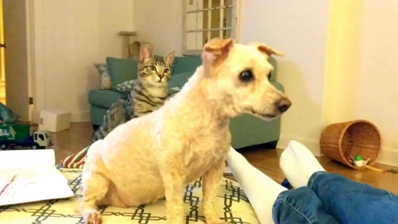 見た目の変化に猫が混乱、同居のワンコにおっかなびっくり