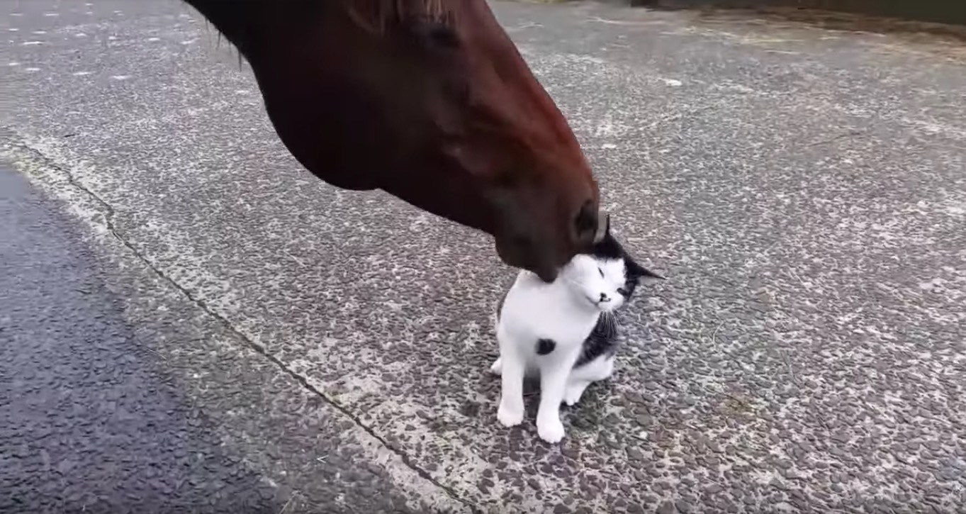 お馬と仲良し白黒猫、腹見せ伸び伸び愛され放題