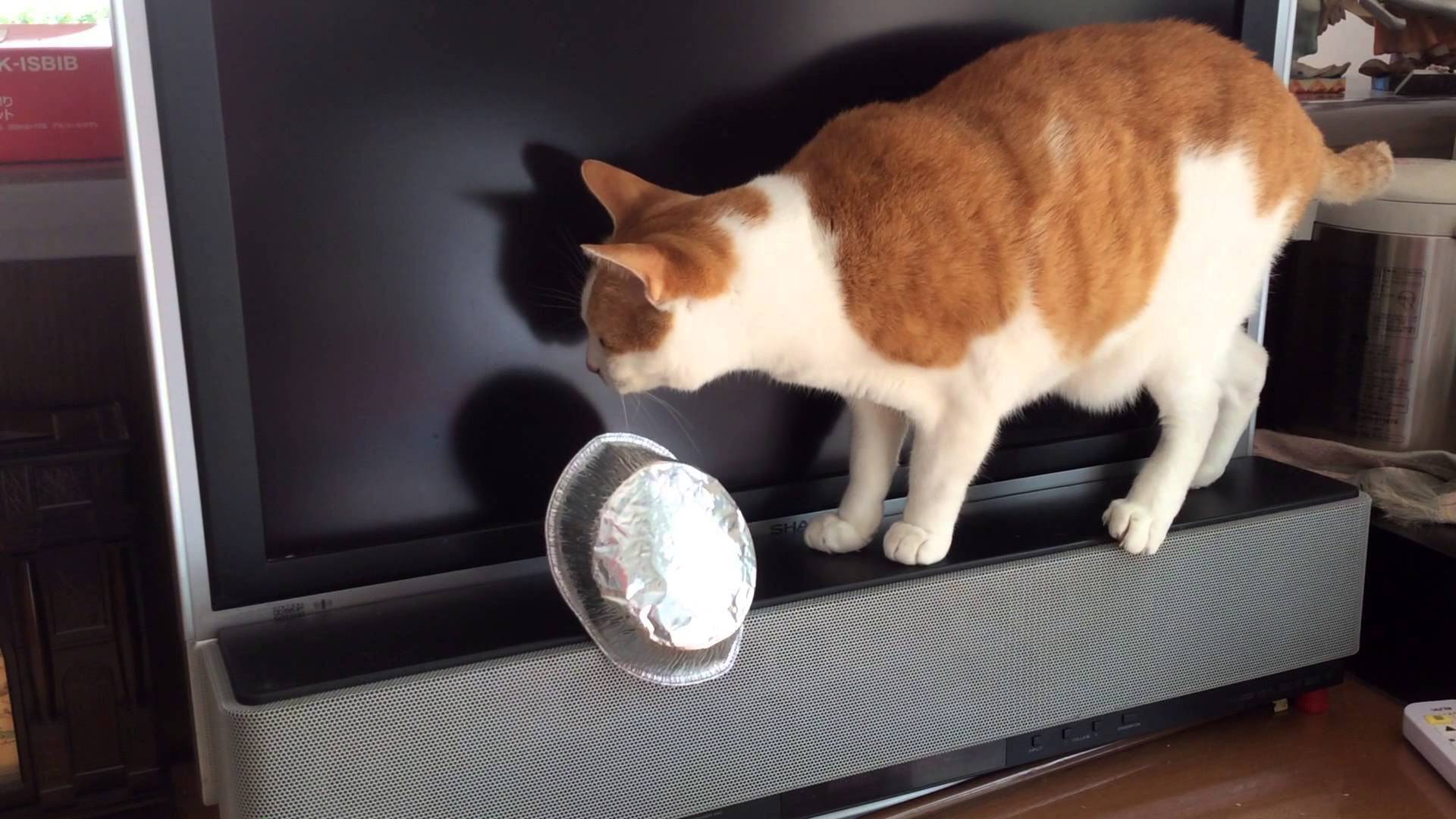 意外と丈夫な猫のヒゲ、その強靱さに猫も困惑