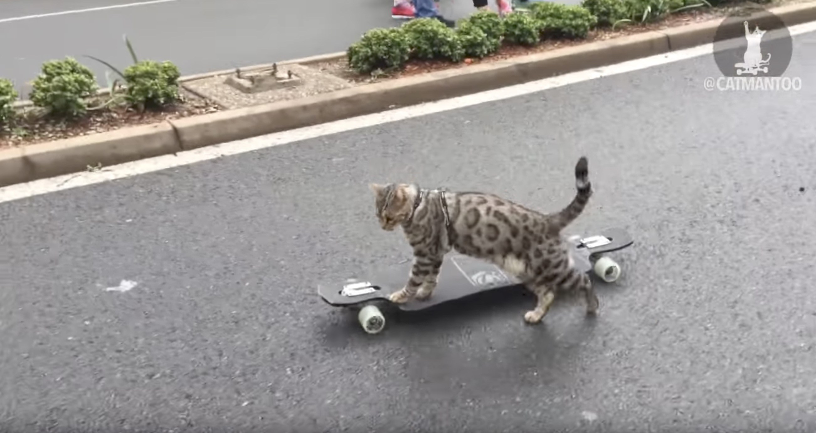 スケボー乗りの猫のBoomer、そのスキルを着実に上げる